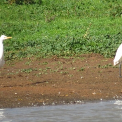 Bubulcus coromandus (Eastern Cattle Egret) at QPRC LGA - 20 Apr 2022 by TomW