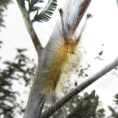 Orgyia anartoides (Painted Apple Moth) at Lower Cotter Catchment - 18 Apr 2022 by Christine