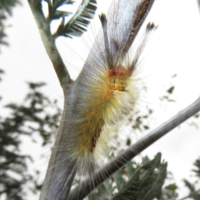 Orgyia anartoides (Painted Apple Moth) at Coree, ACT - 18 Apr 2022 by Christine