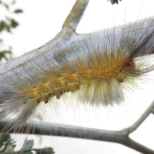 Orgyia anartoides at Coree, ACT - 18 Apr 2022