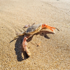 Unidentified Crab (TBC) at Goolwa South, SA - 17 Apr 2022 by SamC_ 