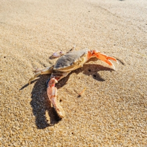 Unidentified Crab (TBC) at suppressed by SamC_ 