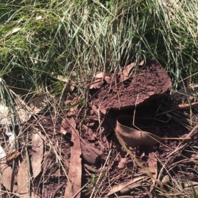 Calvatia cyathiformis at Campbell, ACT - 16 Apr 2022 by JenniM