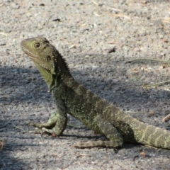 Intellagama lesueurii howittii (Gippsland Water Dragon) at Umbagong District Park - 14 Feb 2022 by Christine