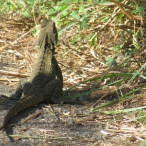 Intellagama lesueurii howittii at Latham, ACT - 15 Feb 2022 09:03 AM