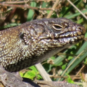 Egernia cunninghami at Latham, ACT - 15 Feb 2022