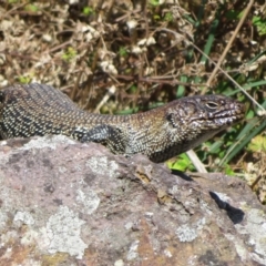 Egernia cunninghami at Latham, ACT - 15 Feb 2022