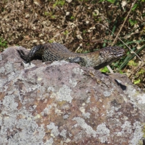 Egernia cunninghami at Latham, ACT - 15 Feb 2022