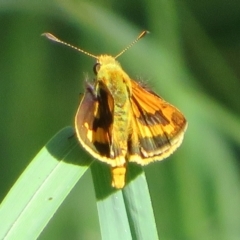 Ocybadistes walkeri (Green Grass-dart) at Macgregor, ACT - 14 Feb 2022 by Christine