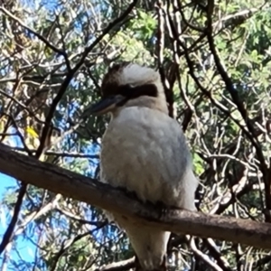 Dacelo novaeguineae at Paddys River, ACT - 20 Apr 2022 02:11 PM