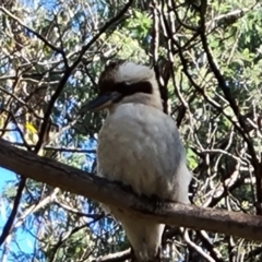 Dacelo novaeguineae (Laughing Kookaburra) at Paddys River, ACT - 20 Apr 2022 by Mike