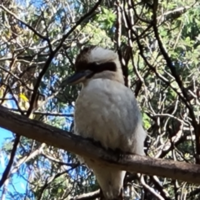Dacelo novaeguineae (Laughing Kookaburra) at Paddys River, ACT - 20 Apr 2022 by Mike