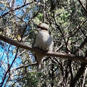 Dacelo novaeguineae at Paddys River, ACT - 20 Apr 2022 02:11 PM