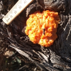 Myxomycete-plasmodium(class) at Cooma, NSW - 20 Apr 2022