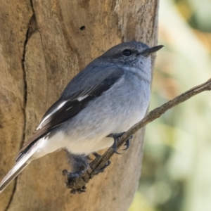 Melanodryas cucullata cucullata at Tennent, ACT - suppressed