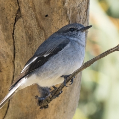 Melanodryas cucullata cucullata (Hooded Robin) at Tennent, ACT - 20 Apr 2022 by patrickcox