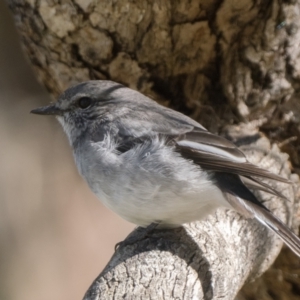 Melanodryas cucullata cucullata at Tennent, ACT - suppressed