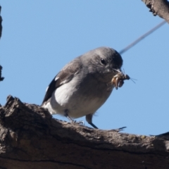 Melanodryas cucullata cucullata at Tennent, ACT - suppressed