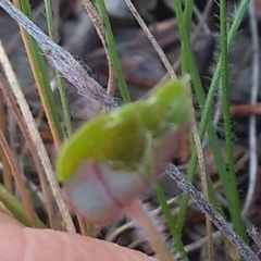 Unverified Other Wildflower or Herb at Cooma, NSW - 20 Apr 2022 by mahargiani