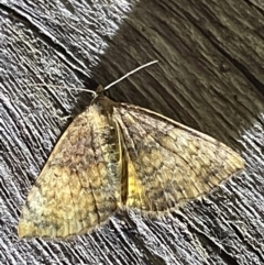 Unidentified Geometer moth (Geometridae) at Coopers Gully, NSW - 21 Feb 2022 by ibaird