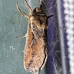 Unidentified Swift and Ghost moth (Hepialidae) at Coopers Gully, NSW - 21 Feb 2022 by ibaird