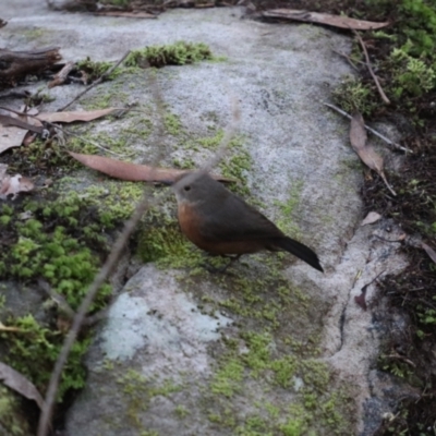 Origma solitaria (Rockwarbler) at Bundanoon, NSW - 20 Apr 2022 by PDL08