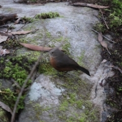 Origma solitaria (Rockwarbler) at Morton National Park - 20 Apr 2022 by PDL08