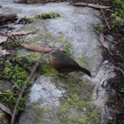 Origma solitaria (Rockwarbler) at Wingecarribee Local Government Area - 20 Apr 2022 by PDL08