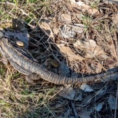 Pogona barbata (Eastern Bearded Dragon) at Wee Jasper, NSW - 20 Apr 2022 by Philip