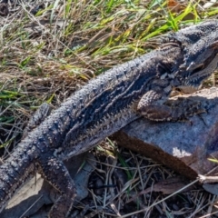 Pogona barbata at Wee Jasper, NSW - 20 Apr 2022