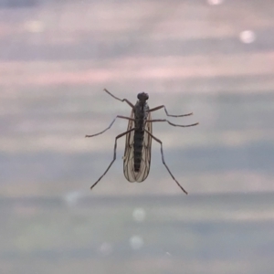 Boreoides subulatus at Aranda, ACT - 20 Apr 2022