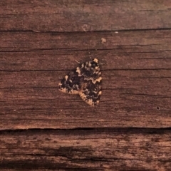 Halone sinuata (Rock Lichen Moth) at Aranda, ACT - 20 Apr 2022 by KMcCue