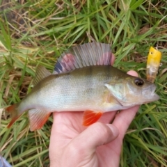 Perca fluviatilis (Redfin) at Millbrook, SA - 16 Mar 2021 by CrustyMud