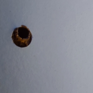 Eumeninae (subfamily) at Saint Agnes, SA - 27 Dec 2021 03:30 PM