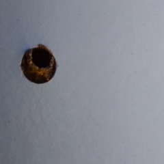 Eumeninae (subfamily) (Unidentified Potter wasp) at Saint Agnes, SA - 27 Dec 2021 by CrustyMud