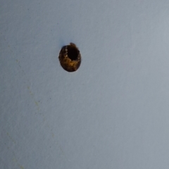 Eumeninae (subfamily) at Saint Agnes, SA - 27 Dec 2021 03:30 PM