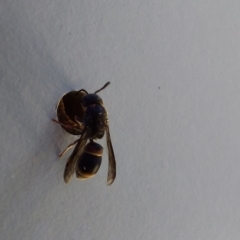 Eumeninae (subfamily) at Saint Agnes, SA - 27 Dec 2021 03:30 PM