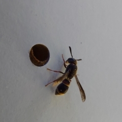Eumeninae (subfamily) at Saint Agnes, SA - 27 Dec 2021 03:30 PM