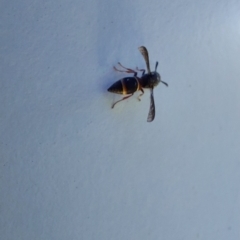 Eumeninae (subfamily) at Saint Agnes, SA - 27 Dec 2021 03:30 PM