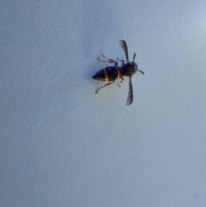 Eumeninae (subfamily) at Saint Agnes, SA - 27 Dec 2021 03:30 PM