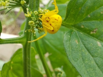 Thomisidae (family) (Unidentified Crab spider or Flower spider) at Saint Agnes, SA - 24 Jan 2022 by CrustyMud