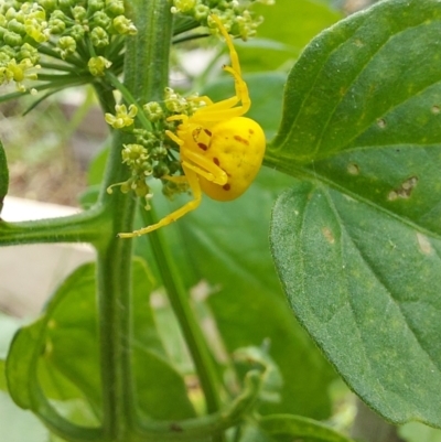 Thomisidae (family) (Unidentified Crab spider or Flower spider) at Saint Agnes, SA - 24 Jan 2022 by CrustyMud