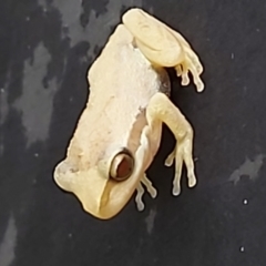 Unidentified Frog (TBC) at Saint Agnes, SA - 8 Feb 2022 by CrustyMud