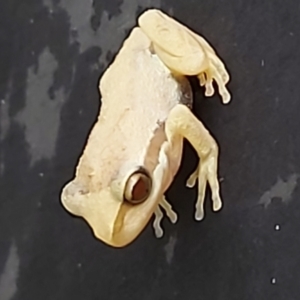 Unidentified Frog (TBC) at suppressed by CrustyMud