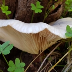 Unverified Cap on a stem; gills below cap [mushrooms or mushroom-like] at Montacute, SA - 17 May 2020 by CrustyMud