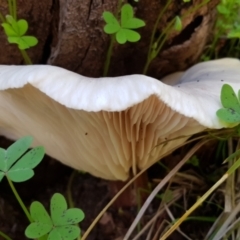 Unidentified Cap on a stem; gills below cap [mushrooms or mushroom-like] (TBC) at suppressed - 17 May 2020 by CrustyMud