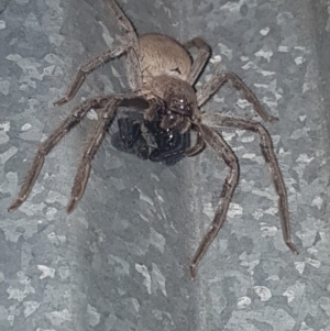 Unidentified Huntsman spider (Sparassidae) (TBC) at suppressed by CrustyMud