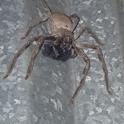 Unidentified Spider (Araneae) at Saint Agnes, SA - 2 Sep 2020 by CrustyMud