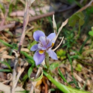 Moraea setifolia at Saint Agnes, SA - 22 Oct 2021 02:00 PM