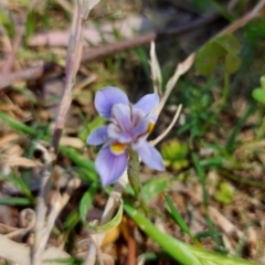 Moraea setifolia (Thread Iris) at Saint Agnes, SA - 22 Oct 2021 by CrustyMud